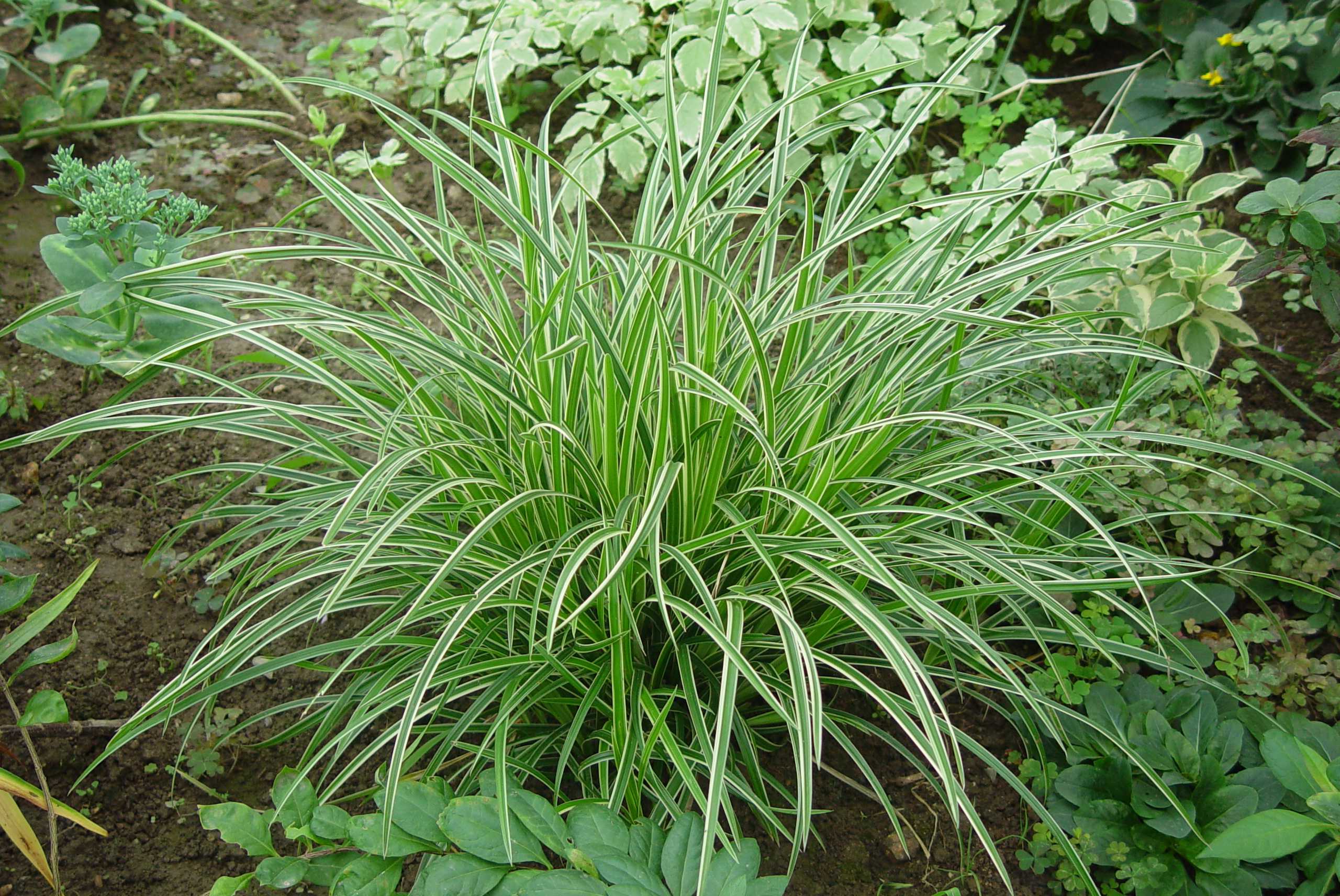 Carex morrowii 'Ice Dance'